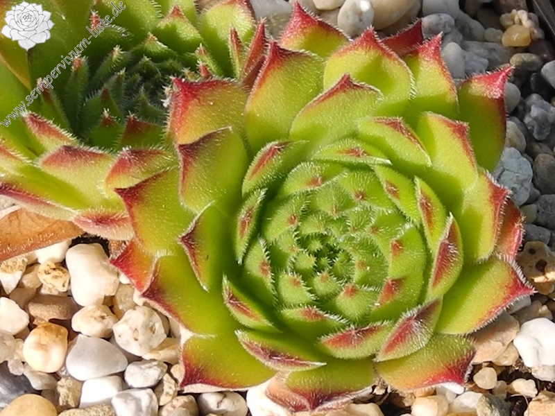 ruthenicum from Strandzha, Popovi Skali