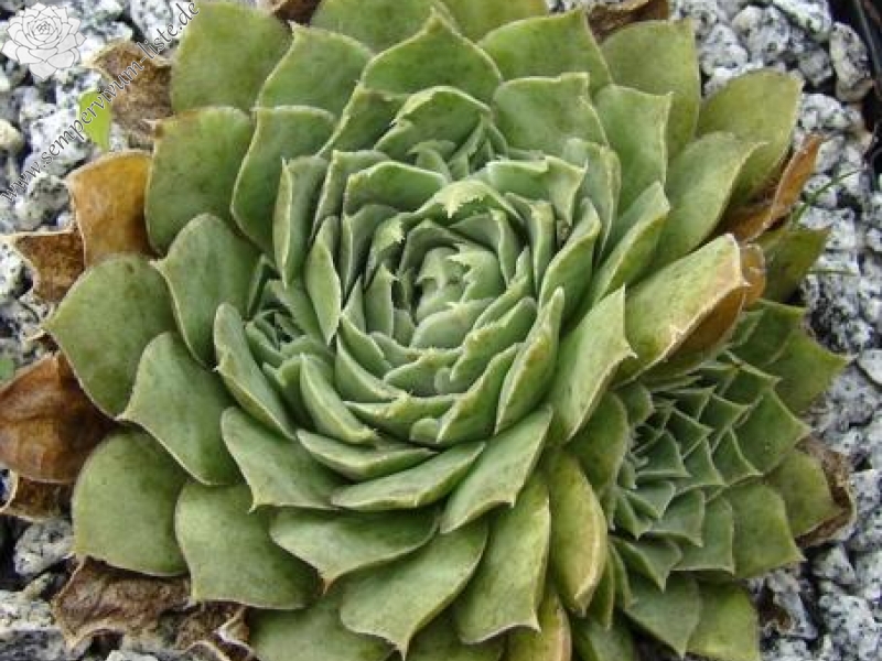 heuffelii from Samar Pass