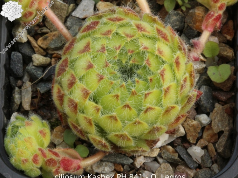 ciliosum from Kasbek