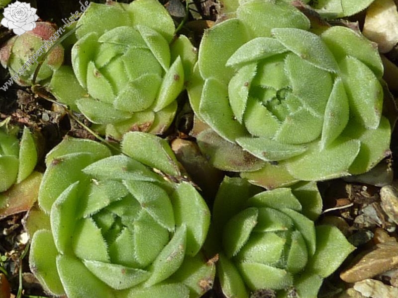 cantabricum ssp. cantabricum from Cuevas del Sil