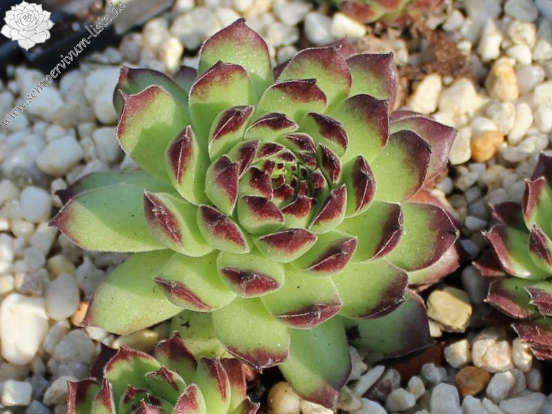 sp. from Kodzori above Monestry SW of Tbilisi (PH1085)