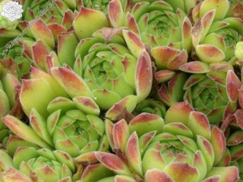 sp. from Gyadikvank (PH1075)