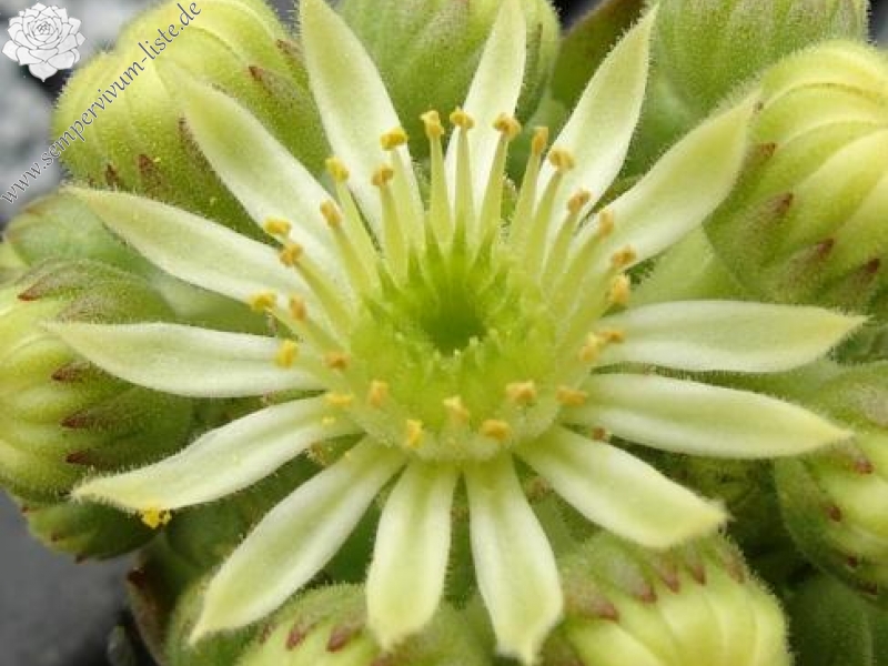 sp. from Gukasyan (Typ PH1073)