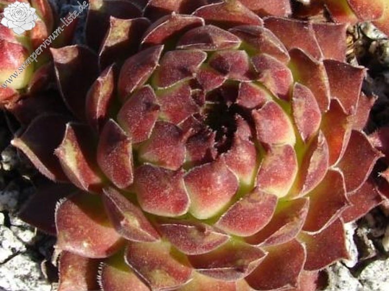 sp. from Kodzori above Monestry SW of Tbilisi (PH1085)