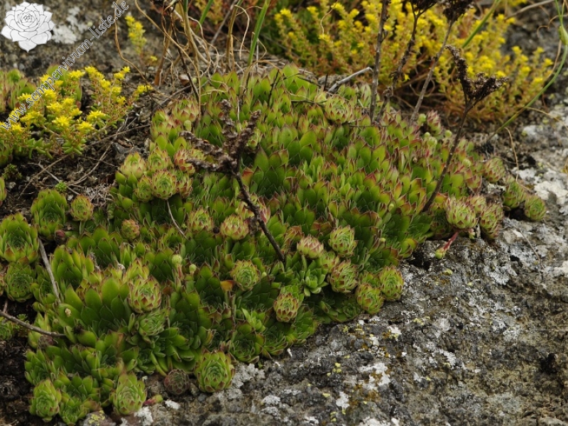 sp. from Sokolov vis