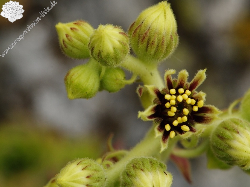 sp. from Sokolov vis