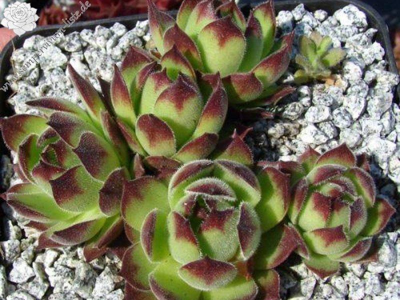 sp. from Yelpin (PH1086)