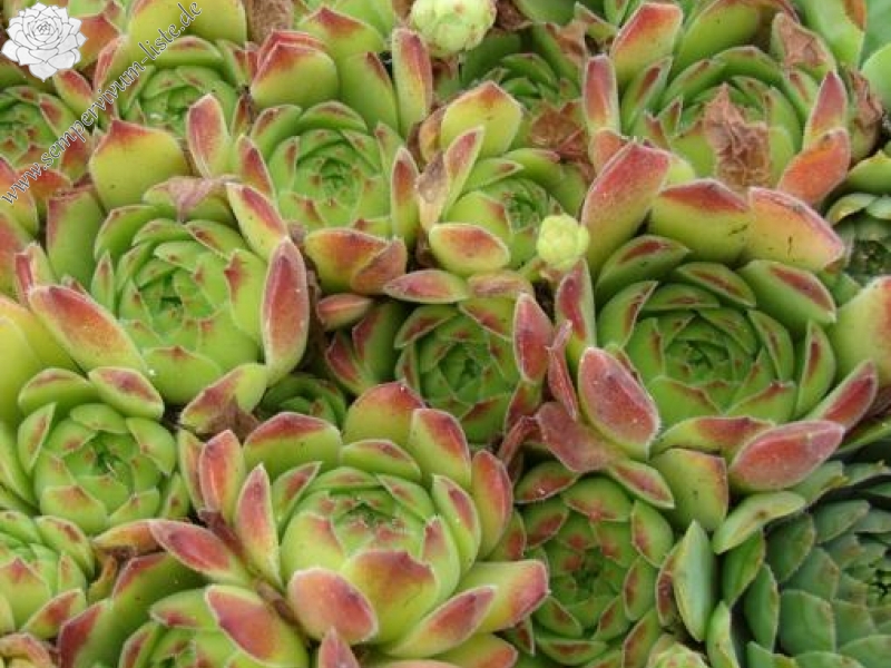 sp. from Gyadikvank (PH1075)