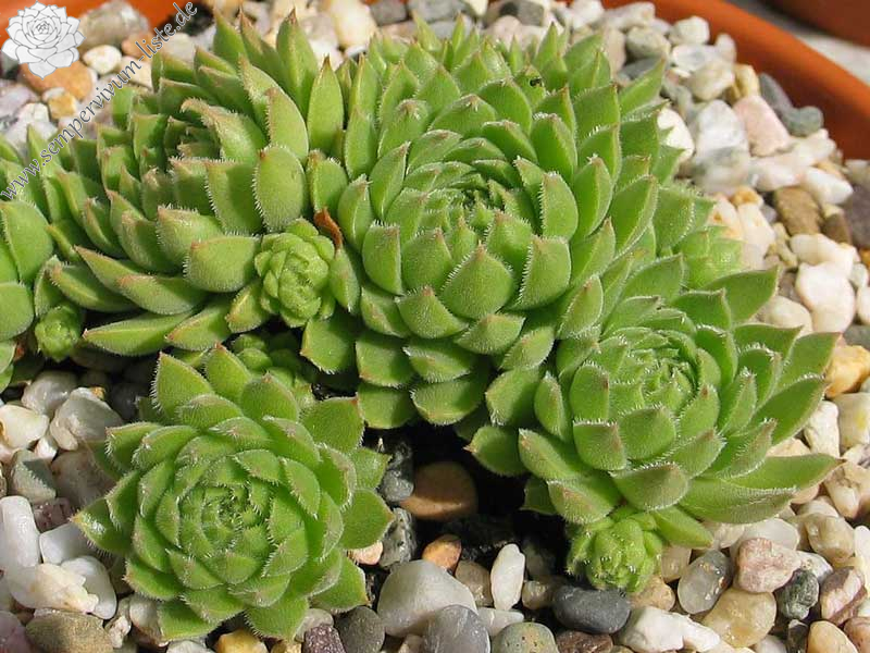 sp. from Kodzori above Monestry SW of Tbilisi (PH1089)