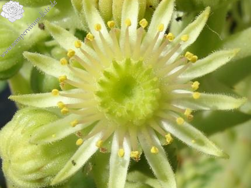 sp. from Kodzori above Monestry SW of Tbilisi (PH1089)
