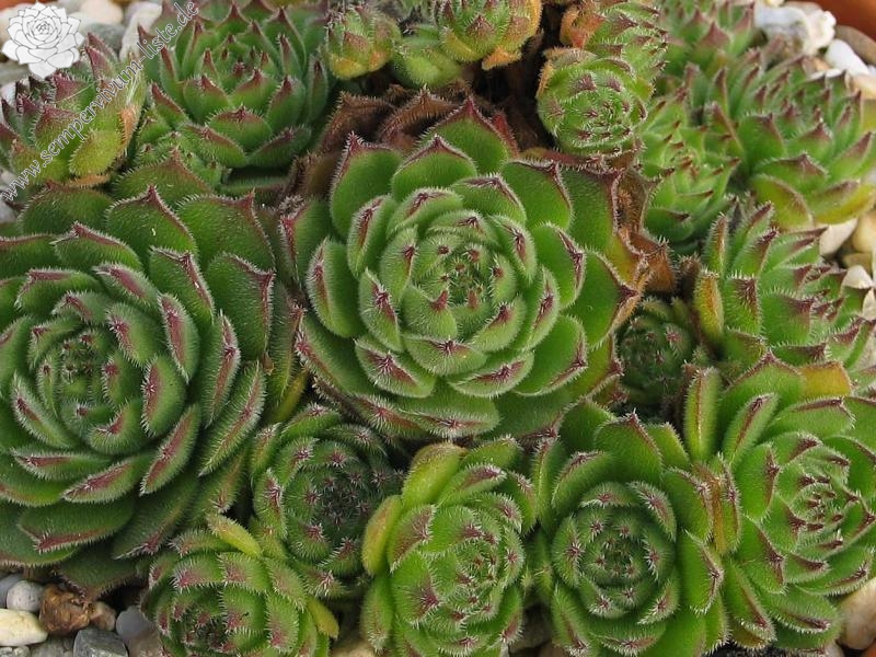 sp. from Gyadikvank (PH1070)