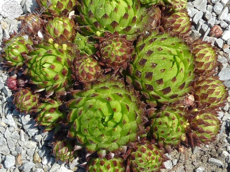 globiferum ssp. globiferum from Srbsko