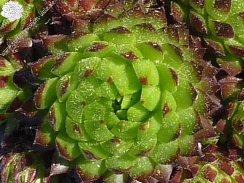 globiferum ssp. globiferum from Srbsko