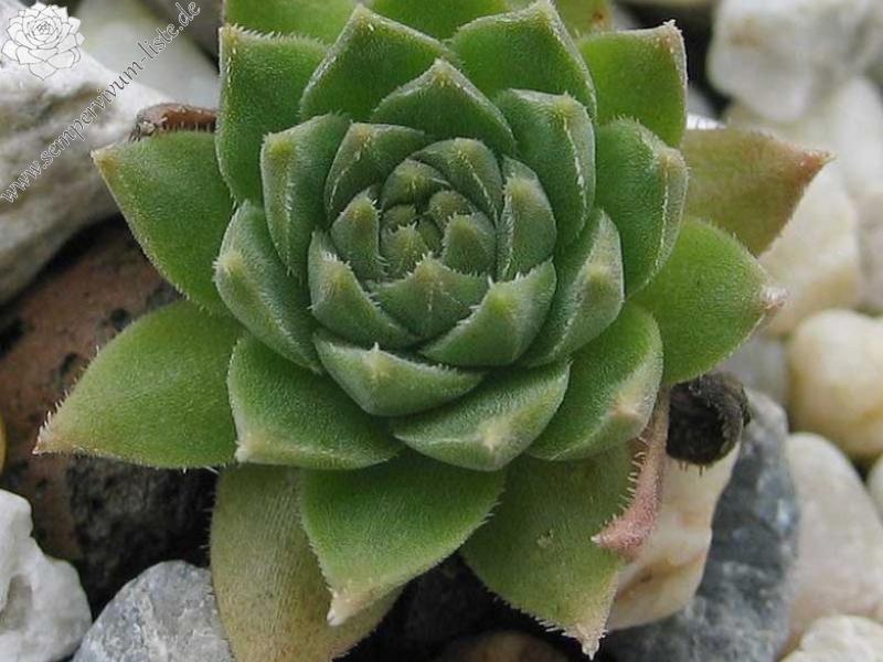 staintonii from Kackar