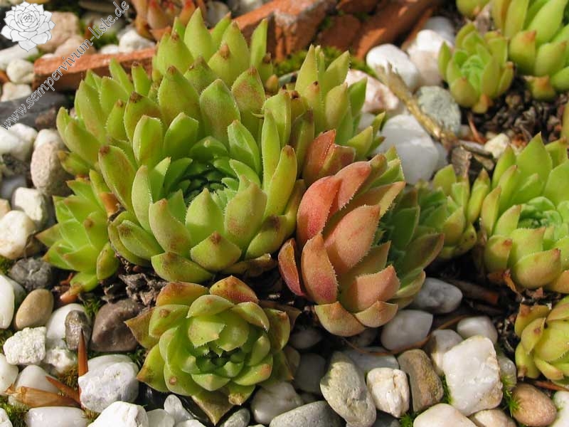 staintonii from Kackar