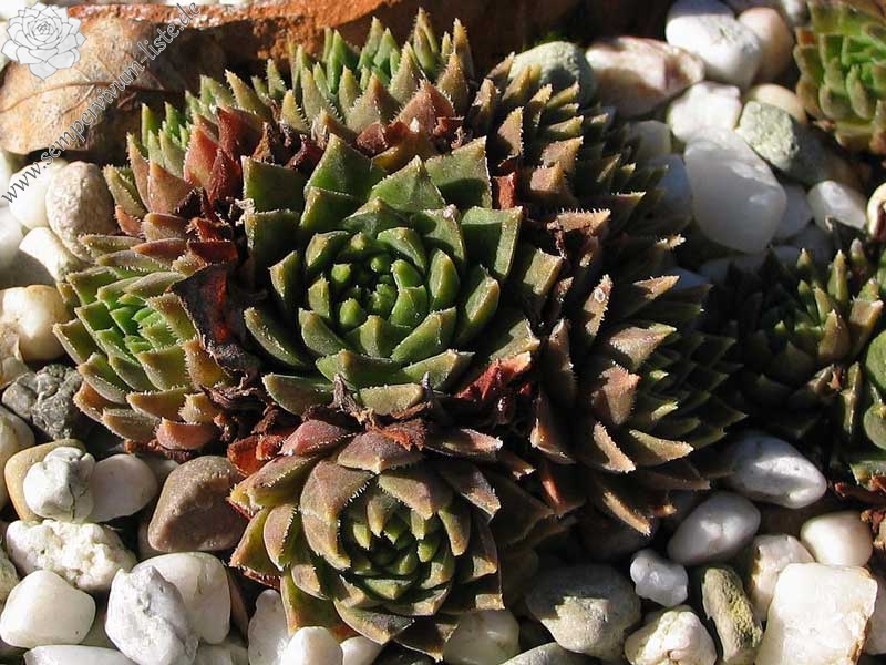 staintonii from Kackar