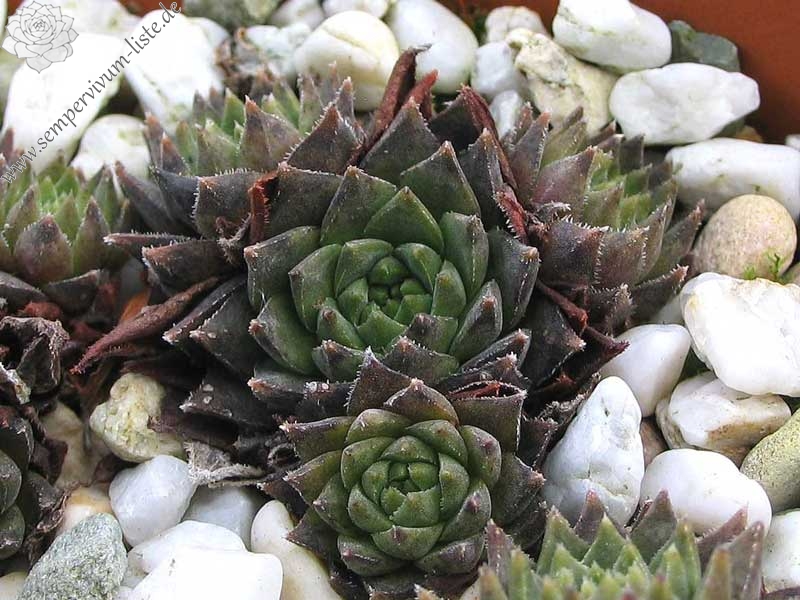 staintonii from Kackar