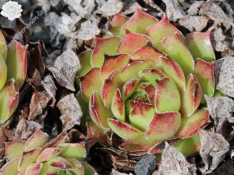 stenopetalum (x adenotrichum)