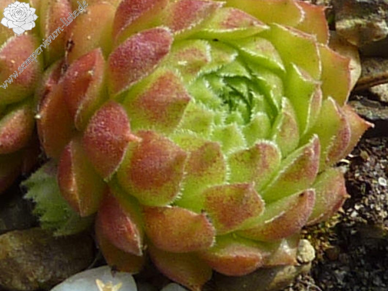 stenopetalum (x adenotrichum)