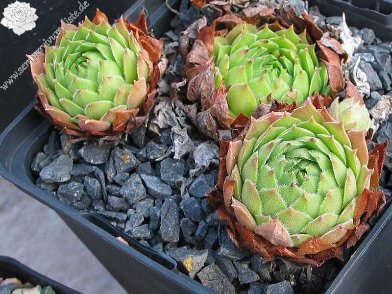 stenopetalum (x adenotrichum)