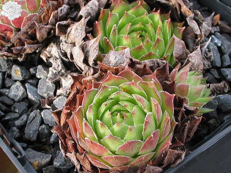 stenopetalum (x adenotrichum)