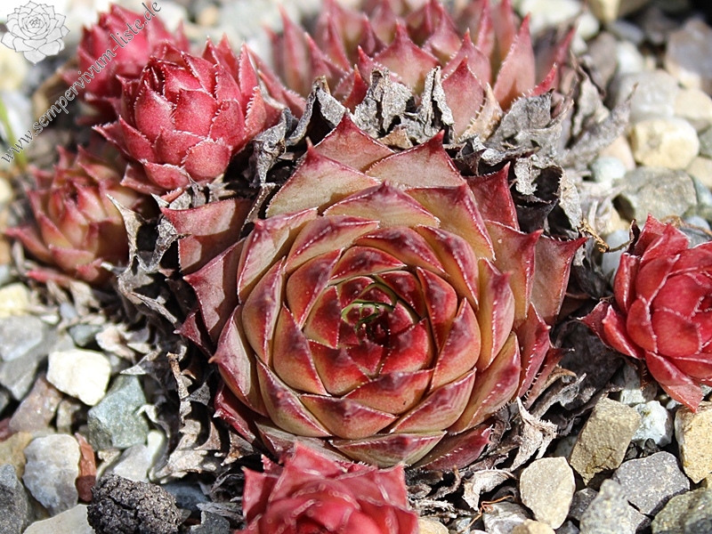 stenopetalum (x parviflorum)