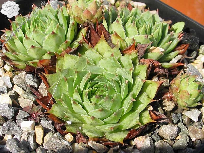 stenopetalum (x verlotii)