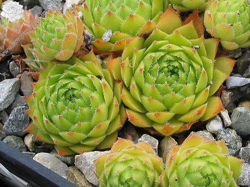 stenopetalum from Virgental