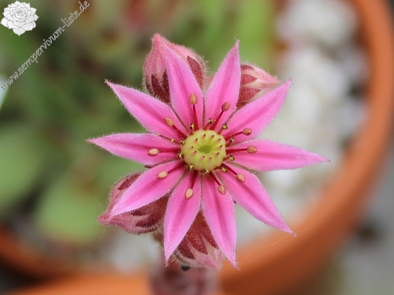 stenopetalum
