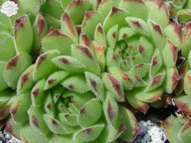 stenopetalum