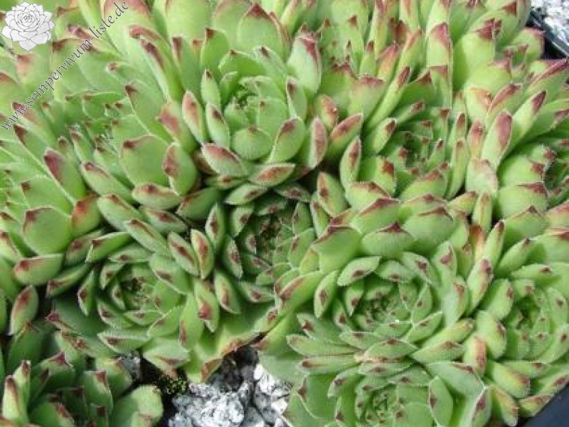stenopetalum