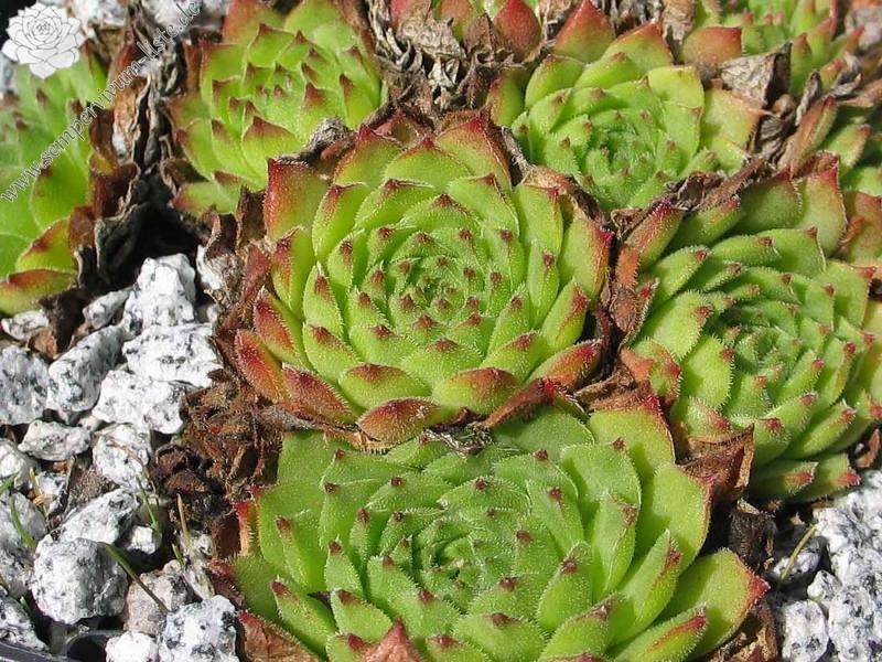 stenopetalum
