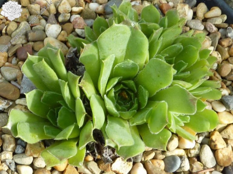 heuffelii from Suhoto Ezero