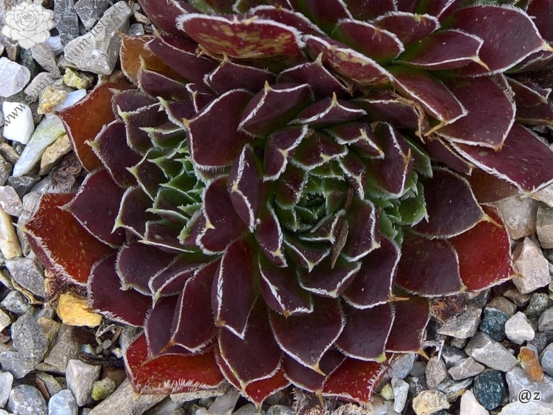 Kleiner Krieger / Jovi