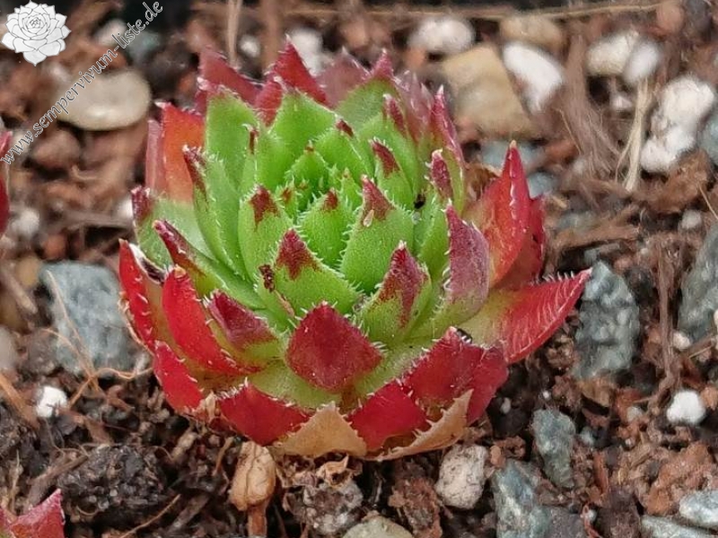 globiferum ssp. hirtum (tatrensis) from Klak (Kl'ak)