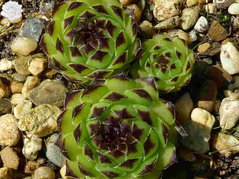 cantabricum ssp. guadarramense from Las Torres de la Pedriza