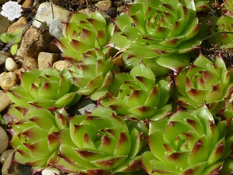 caucasicum from Tscheget