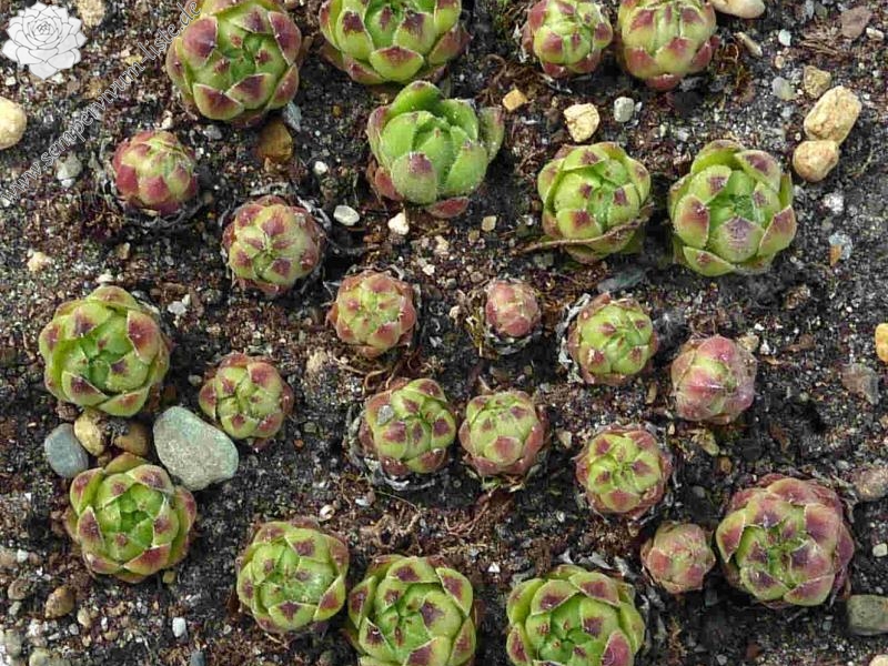 cantabricum ssp. urbionense from Valvanera