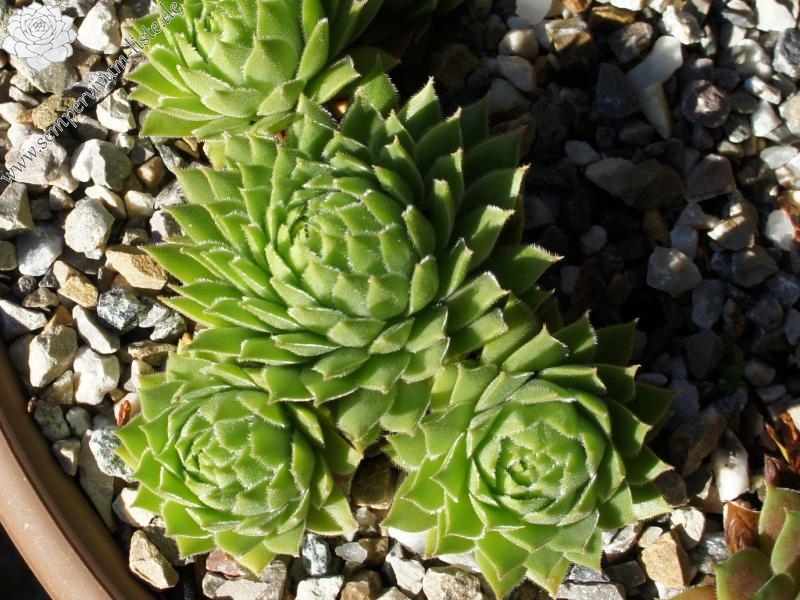 cantabricum ssp. cantabricum from Picos de Europa