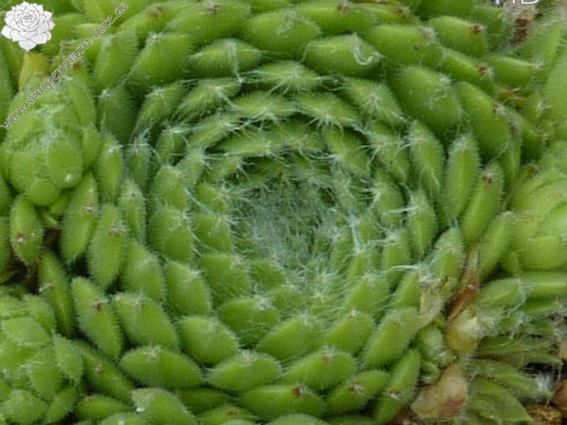 Kipuka