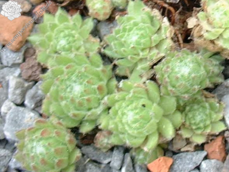 Kipuka