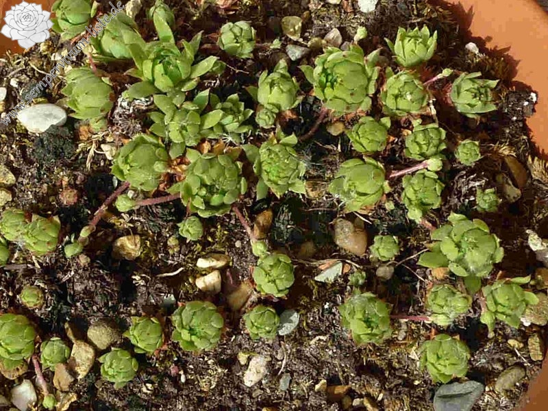 "caucasicum from ""Zachkasar"" (Zachkadsor?)