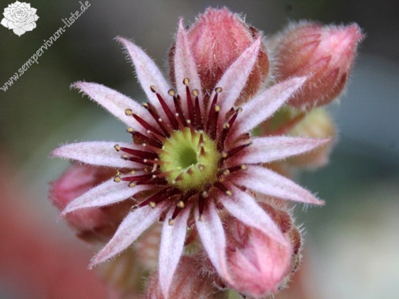 Dainty Marietta
