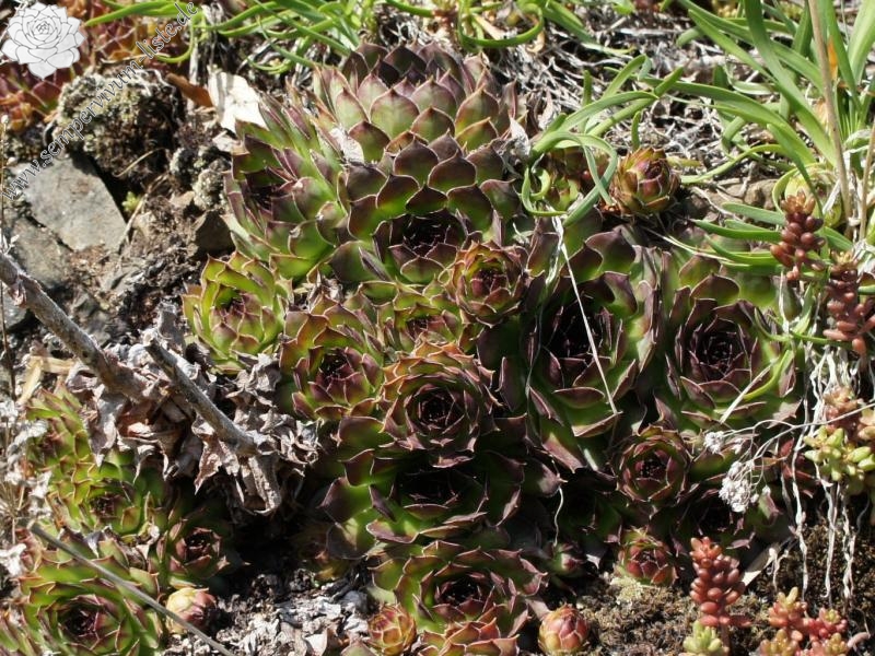 tectorum var. tectorum from Villnösstal (Teis)