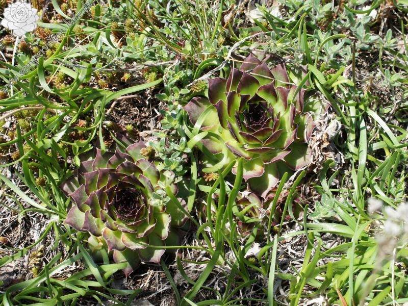 tectorum var. tectorum from Villnösstal (Teis)