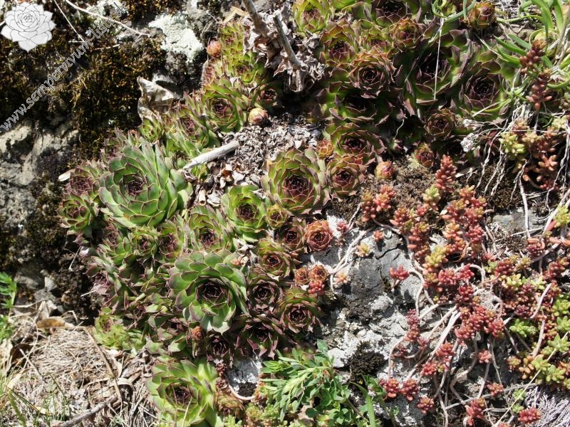 tectorum var. tectorum from Villnösstal (Teis)