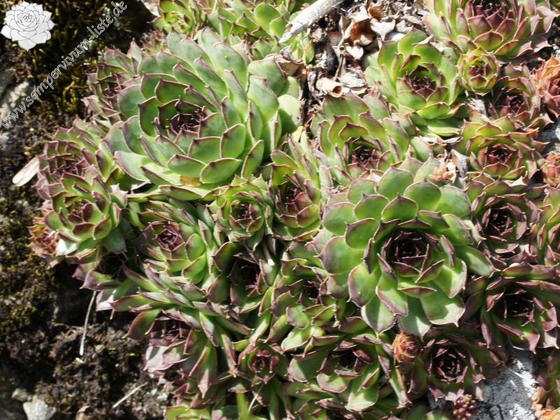 tectorum var. tectorum from Villnösstal (Teis)