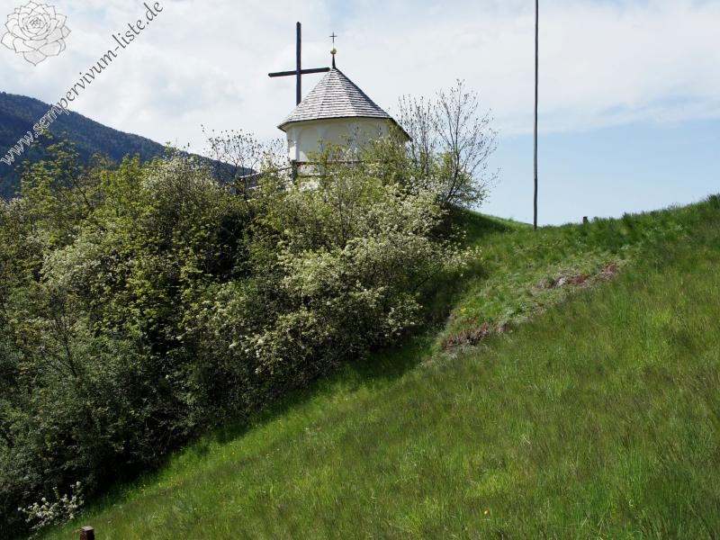 tectorum var. tectorum from Villnösstal (Teis)