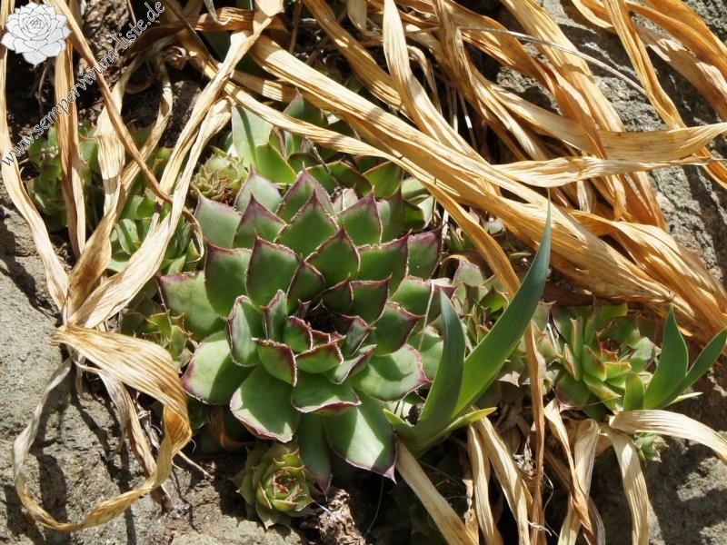 tectorum var. tectorum from Villnösstal (Straße nach Teis)