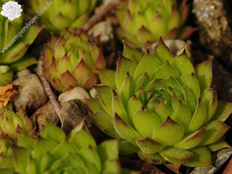 marmoreum ssp. reginae-amaliae (macedonicum) cf. from Golem Korab, Abhang
